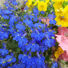 Image result for Lobelia lobata