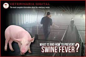 African swine fever (asf) is a highly infectious and severe hemorrhagic disease of pigs that produces a wide range of clinical signs and lesions that can closely resemble those of classical swine fever. What Is African Swine Fever Veterinaria Digital