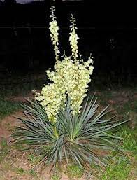 Yucca Plant Seeds Yuca Adams Needle White Pot Seed Pack Of 50 Seeds Ebay