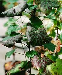 Image result for Grapevine leafroll virus