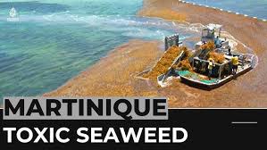 What The Increase In Sargassus Seaweed Means For Caribbean Tourism | Travel  Agent Central