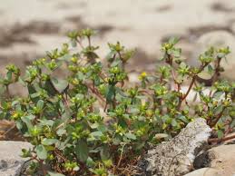 Image result for Portulaca centrali-africana