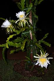 Not finding what you're looking for? How To Get Dragon Fruit Flowers Tastylandscapetastylandscape