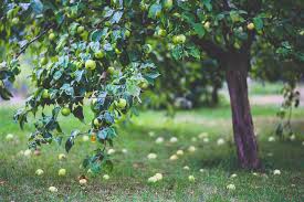 In the breeze, the flash tape can also frighten the birds by the crinkling sound it makes. How To Keep Birds Away From Fruit Trees Guzman S Greenhouse