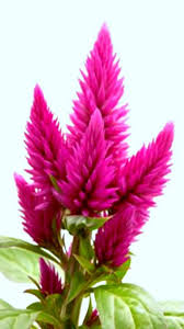 Pink Celosia Flowers Celosia Flower Beautiful Flowers Flower Patch