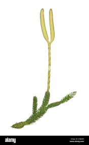 Image result for Lycopodium clavatum