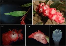 Image result for Otiophora