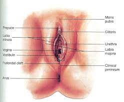 Pada akhirnya, nama dara puspita pasti akan disebut pertama jika berbicara tentang band perempuan indonesia. Anatomi Dan Fisiologi Organ Reproduksi Wanita Externa Tokoalkes Com Tokoalkes Com