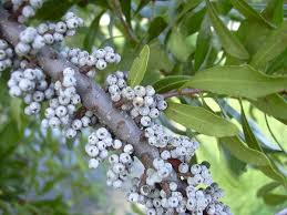 Image result for Myrica chimanimaniana