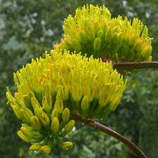 Image result for Vangueria proschii