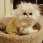 Persian For Sale in Illinois - Hoobly Classifieds