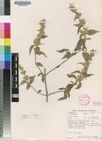 Image result for Hypoestes forskaolii