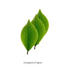 Three Mint Leaves Mint Leaves Material Three Pieces Green Png Transparent Clipart Image And Psd File For Free Download Leaf Clipart Mint Leaves Plant Leaves