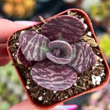 Image result for Kalanchoe humilis