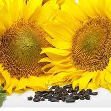 Organic Black Oil Sunflower Seeds Sunflower Sprouting Gardening Garden Black Oil Sunflower Seeds Sunflower Seeds Black Oil
