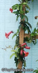 Image result for Bignonia capreolata