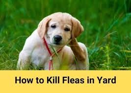 Seresto® protects your pet from fleas, flea eggs, flea larvae and ticks for eight months. How To Kill Fleas In Yard Step By Step