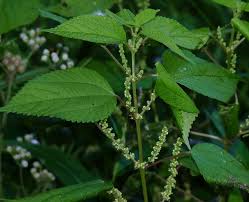 Image result for Urticaceae