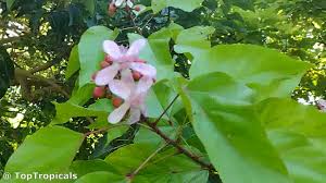 Image result for Bixaceae