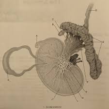 Learn to recognize these signs of testicular cancer and get tested by your doctor or nurse regularly. Dms 221 The Scrotum Flashcards Quizlet