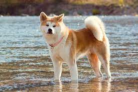 Akita Inu Adoption Akita Dog Akita Inu Puppy Akita Puppies