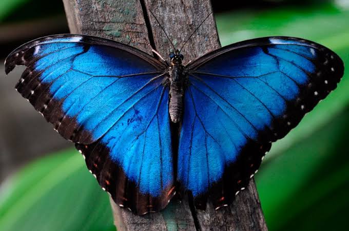 La mariposa Morpho y sus estructuras nanométricas | Contexto UDLAP