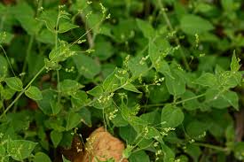 Image result for Psilotrichum