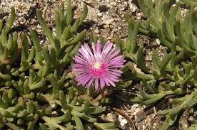 Image result for Lampranthus spp.