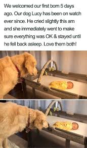 Wholesome Proof That We Really Do Not Deserve Dogs 34 Photos Cute Little Animals Cute Baby Animals Cute Dogs