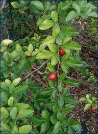 Raya parpostel jatiasih, jati asih, kec. Jeruk Kingkit Tanaman Jeruk Asli Jawa