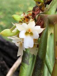 Image result for Calyptrochilum