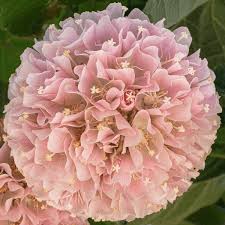 Image result for Dombeya kirkii