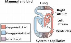Circulatory Systems