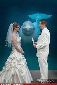 Belugroupies Awkward Wedding Photos Funny Wedding Photos Aquarium Wedding