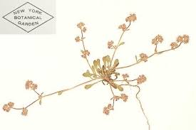 Image result for Cephalaria pungens