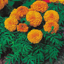 Yellow Full Sun Exposure Genda African Marigold For Garden Packaging Type Polybag Rs 15 Piece Id 21680521762 Share your christmas cleaning puns for the chance to. genda african marigold
