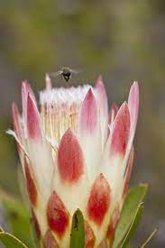 Bees Find These Proteas Highly Attractive Protea Flowers Plants