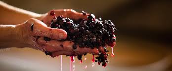 Natural, Organic, Biodynamic, and Traditional Wines Explained