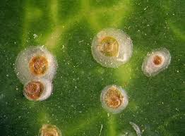 Image result for puklice