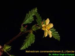 Image result for Malvastrum coromandelianum