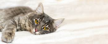 Mary fuller, a veterinarian from minneapolis, minnesota. Facts About The Feline Distemper Vaccine Animal Clinic Of Woodruff Spartanburg Sc