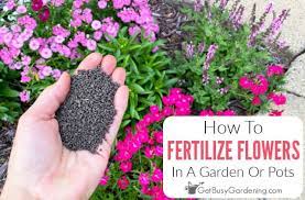 Best natural fertilizer for flowers. How To Fertilize Your Flower Garden Beds Get Busy Gardening