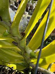 Image result for Cyperus mapanioides