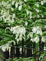 Epingle Sur Gardenning