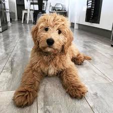 Black And Tan Full Grown Cavapoo Puppies Everything You Need To Know About A Cavapoo Cavapoo Cavapoopuppies Cutepuppies Dogs Dogbeast Cavapoo Puppies Goldendoodle Puppy Cavapoo