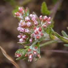 Image result for Helichrysum lineare