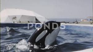 The killer whale stadiums were called shamu stadium for many years. 1970s Shamu The Killer Orca Whale Captiv Stock Video Pond5