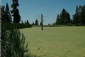 Image result for Little Catnip Spring - Sheldon Refuge Winnemucca NV