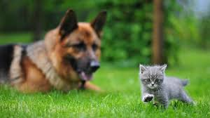 Yavru Kediden Daha Cesur Bir Kasif Yoktur Cute Animals Funny Cats And Dogs Animals