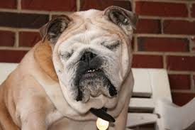 Taken overall, bulldogs have no more health problems than many other dog breeds. Raising Awareness About English Bulldog Health Issues English Bulldog Bulldog Pedigree Dog